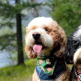 Shasta - Bernedoodle