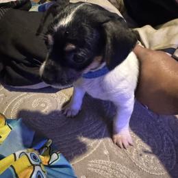 Lavender - Black and white female Chihuahua puppy in Detroit, Michigan from DeVante's Chihuahuas