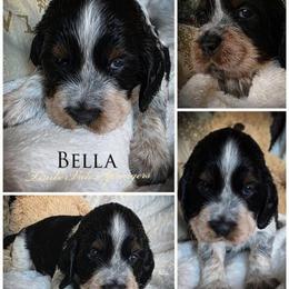 Girl 6 'Bella' - Tri-Roan female English Springer Spaniel puppy in Silverdale, Washington from TimberVale Springers