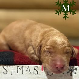 Boy 5 - male Labrador Retriever puppy in Franklin, Virginia from Oak Hollow Retrievers