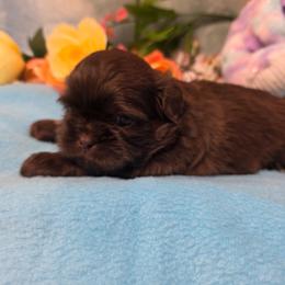 Toby - Chocolate male Shih Tzu puppy in Green Bay, Wisconsin from Kim's Shih Tzus