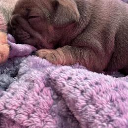 French Bulldog Puppies from Sandy Paws Frenchies LLC