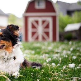 Australian Shepherds from Blue Mountain Aussies