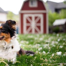 Australian Shepherds from Blue Mountain Aussies