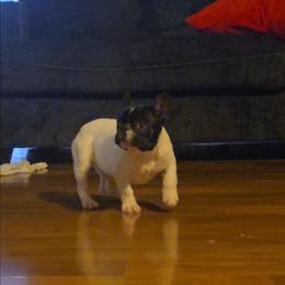 Girl 1 - Black and white female French Bulldog puppy in Rogers, Arkansas from Freaky Frenchies