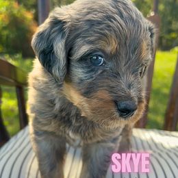 Skye - Merle female Bernedoodle puppy in Hickory, North Carolina from Wild Grace Farm Pups