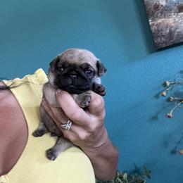 Chunk - Fawn male Pug puppy in Chino Valley, Arizona from Blecker Kennel