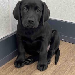 Labrador Retriever Puppies from Branley's Riverside Labradors