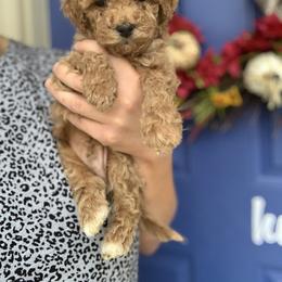 Cavapoo, Goldendoodle, Golden Retriever, and Poodle Puppies from Gypsi Doodles