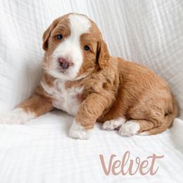 Velvet - Yellow and white female Bernedoodle puppy in South Jordan, Utah from Wonderful World Doodles