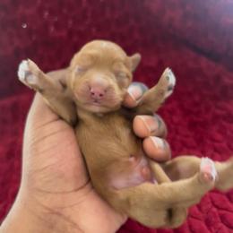 Blue collar male - Red  male Goldendoodle puppy in Fort Myers, Florida from Gandystailsofjoy