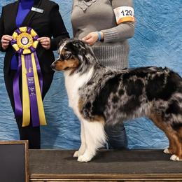 Lily - Australian Shepherd