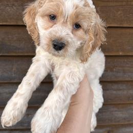 Baby - Red and white female Cockapoo puppy in Connersville, Indiana from MoonShine Babies