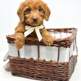 BOOM - Red  male Goldendoodle puppy in Davison, Michigan from Dreaming Doodles