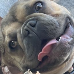 Liza - French Bulldog