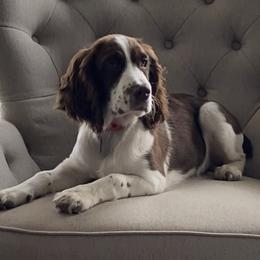English Springer Spaniel Puppies from Butterfield Trail Springer Spaniels