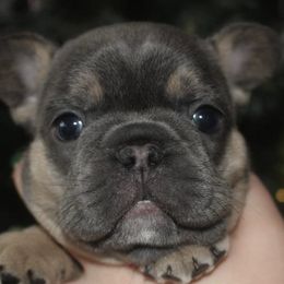 French Bulldogs from Frenchies WV
