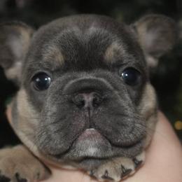 French Bulldogs from Frenchies WV