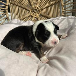 Flo - Black tri-color female Australian Shepherd puppy in Grants Pass, Oregon from Carmel Mountain Aussies