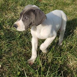 Great Dane Puppies from HCC Great Danes