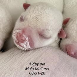 Boy 1 - White male Maltese puppy in Honolulu, Hawaii from Chez Lexi Kennels