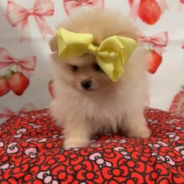 Sandy - Cream female Pomeranian puppy in Visalia, California from Exotic_fresita_poms