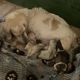 Male shaded cream - Cream male Dachshund puppy in Sharon Springs, New York from Show Us The Way Homestead