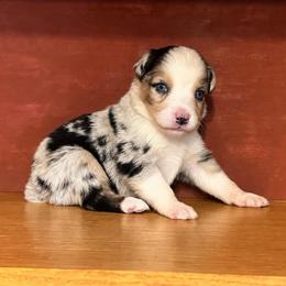 Buster - Blue merle male Australian Shepherd puppy in Howardsville, Virginia from Spectacular Aussies and Cavaliers