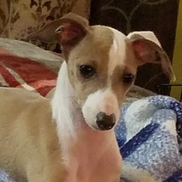 ChaCha - Italian Greyhound