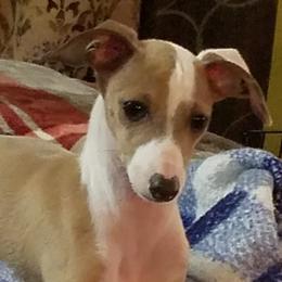 ChaCha - Italian Greyhound