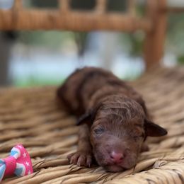 Cotton Candy - Chocolate female Goldendoodle puppy in Camden, North Carolina from Oopsie Doodles of NC