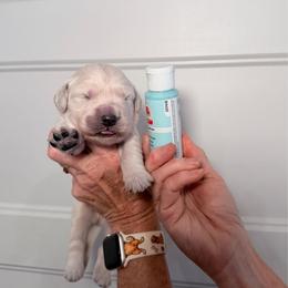 Boy 2 Light Blue - Light golden male Golden Retriever puppy in Mc Minnville, Tennessee from Wishaw Whisky Golden Retrievers