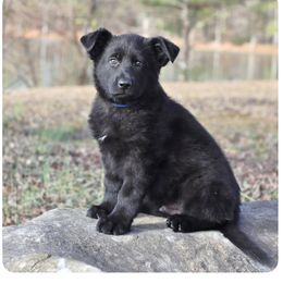 Blue Collar - Black male German Shepherd puppy in Elkmont, Alabama from Oakmont Shepherds