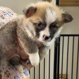 Boy 1 - Red male Pembroke Welsh Corgi puppy in Moulton, Alabama from Reed's Pembroke Corgi Welsh