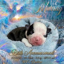 Murray - Black and white male Boston Terrier puppy in North Central, Vermont from Windy Valley’s Bostons