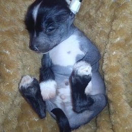 Chinese Crested Puppies from DeBahTrio Chinese Cresteds