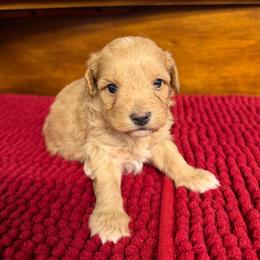 Midas - Apricot male Maltipoo puppy in Lawrenceburg, Tennessee from LUV Poodles and Maltipoos