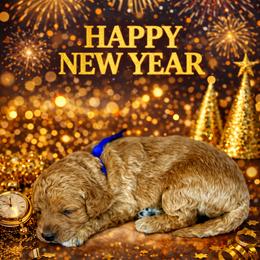 Clause - Apricot male Goldendoodle puppy in Houston, Texas from Golden Life Doodles