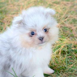 Maxwell  -  merle - Blue merle male Pomeranian puppy in Bremen, Indiana from AMS Pomeranians and Pomskies in Indiana