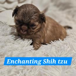 AKC Armani - Liver male Shih Tzu puppy in Dexter, Kentucky from Enchanting Shih tzu