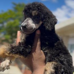 Atlas - Phantom male Poodle puppy in Corona, California from Garden Of Poodles