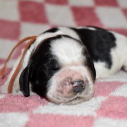 Pabbie - Black and white male English Springer Spaniel puppy in Chapmansboro, Tennessee from Balthrop Bend Farms