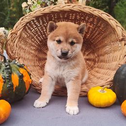 Cash - Red male Shiba Inu puppy in Clayton, Illinois from Adorable-Puppies
