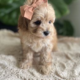 Goldendoodle and Poodle Puppies from French Creek Doodles