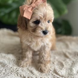Goldendoodle and Poodle Puppies from French Creek Doodles