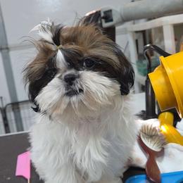 Mystic - Red and white female Shih Tzu puppy in Riverside, California from Raincross Shih Tzu