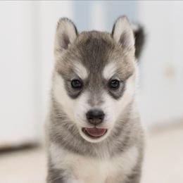 Blaze - Gray and white female Siberian Husky puppy in North Miami, Florida from Kardrovi Siberians
