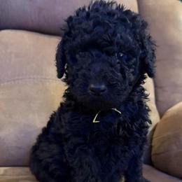 Duke - Black male Double Doodle puppy in Big Stone Gap, Virginia from Southern Sunshine Doodles 🩷