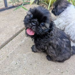 Boy 1 - Brindle male Shih Tzu puppy in Metropolis, Illinois from Super City Kennels