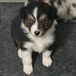 Batman - Black tri-color male Australian Shepherd puppy in Hemet, California from Perfect Companion Aussie's